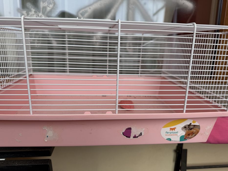 Cusca mare hamster, iepure