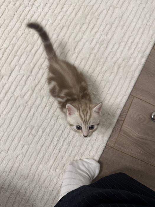 Котенок Скоттиш страйт