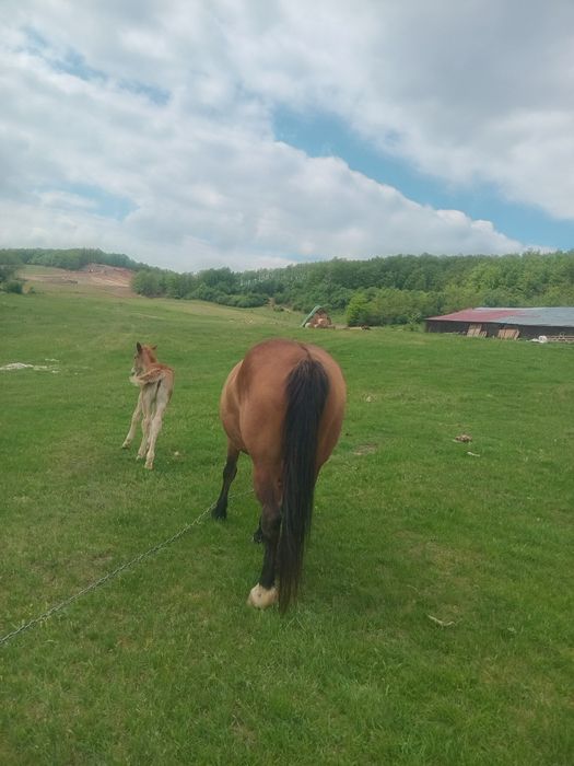 Vnd iapă cu manza de 2 săptămâni