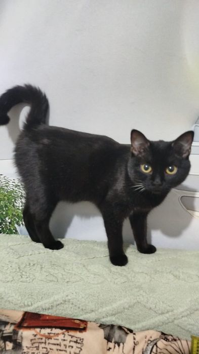 Отдам кошку  в добрые руки