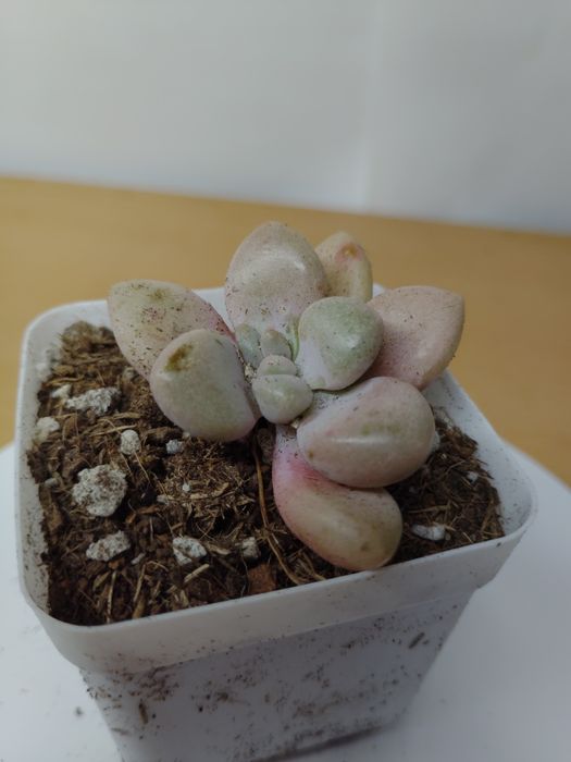 Суккулент эхеверия