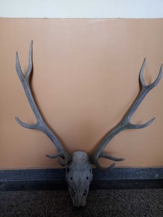 Продавам запазени еленови рога