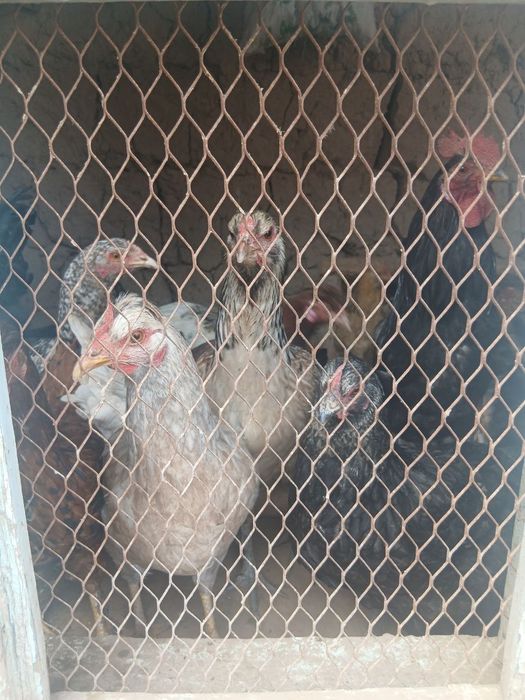 tovuq xoʻrozlar sotiladi