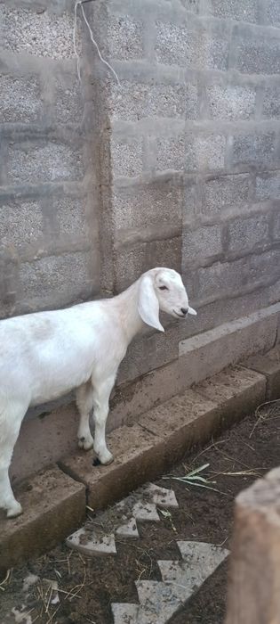 Козочки англо-нубийки