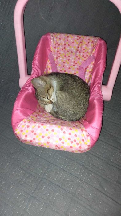 Отдадим котёнка в добрые руки