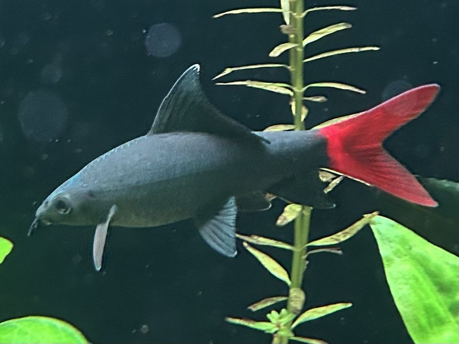 Пквариумные рыбки