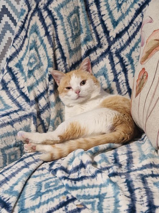 Кот в добрые руки