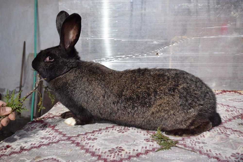 Продавам мъжки и женски зайци за разплод