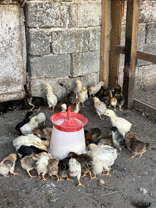 Vand pui de casa de la gaini ouatoare