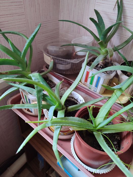 Продам фикус, алое и т.д.