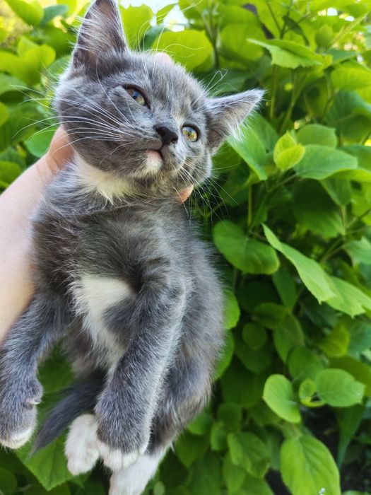 Отдам котят в добрые руки срочно