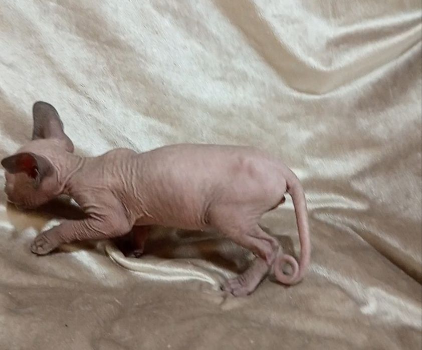 Сфинкс канадский  2 месяца