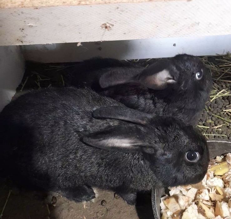 Кролик Кролик Кролик