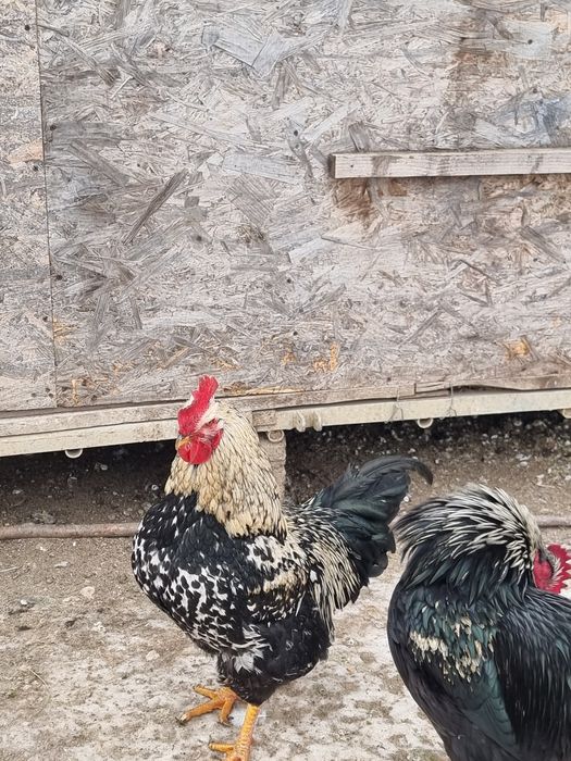 Cocoși șo gâște.