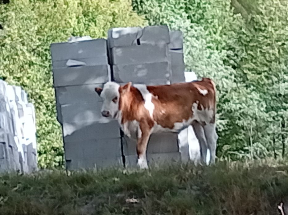 Vacă cu vițeauă de vânzare