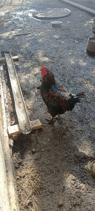 Әтештер сатылады
