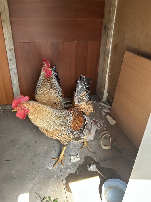 Питухи молодые крассивые