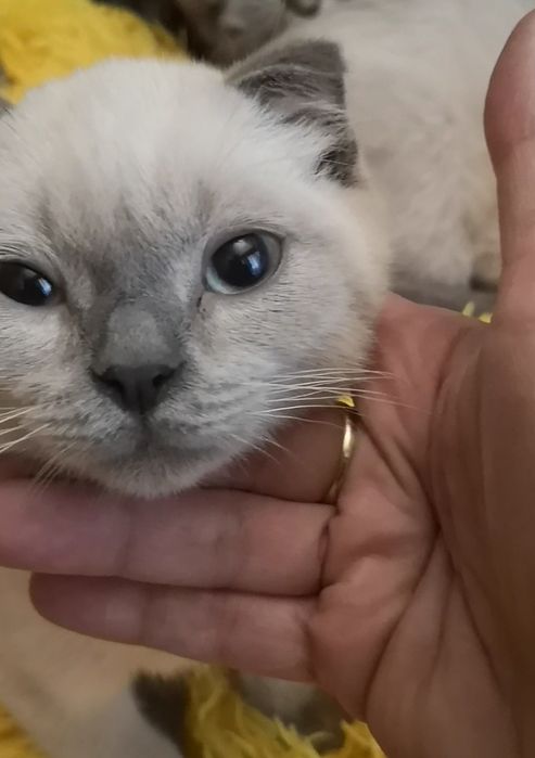 Шотландски и британски котенца