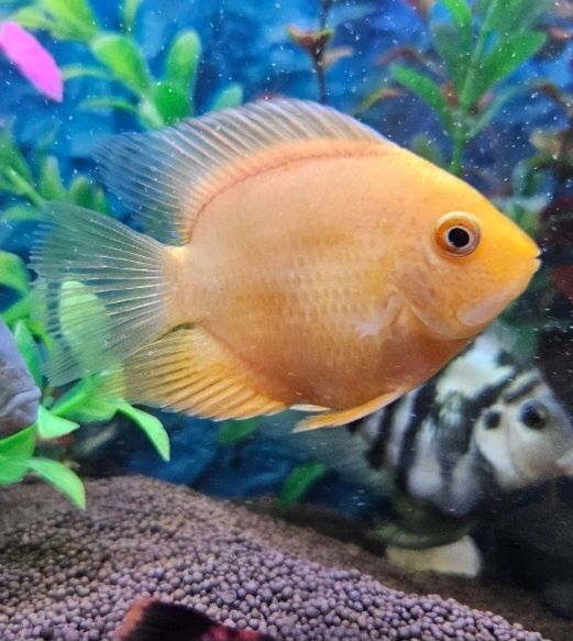 Северум желтый с красными пятнышками