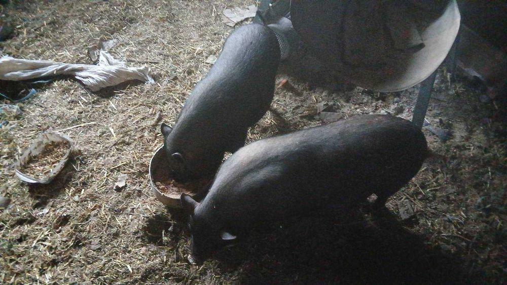 Продавам виетнамски и бяла българска порода прасета