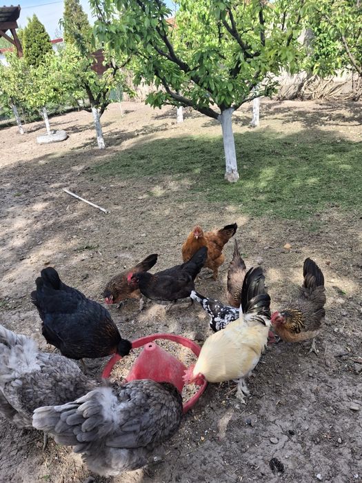 Gaini pitice și cocosi.