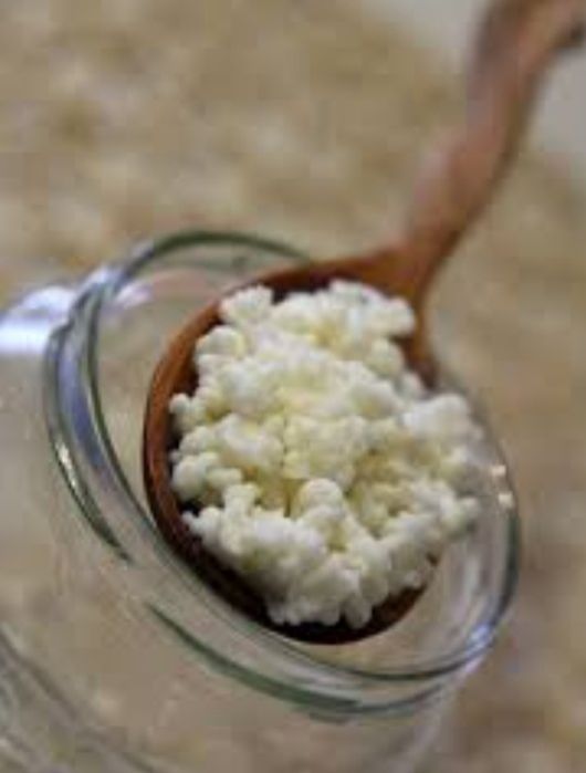 Тибетский молочный гриб