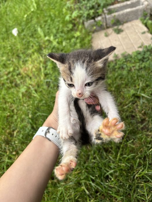Подарявам малки котенца