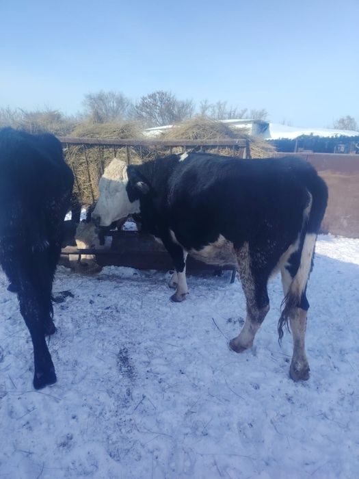 Продам КРС 3 месяца