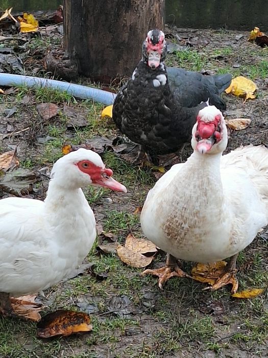 Rate .leșești mute