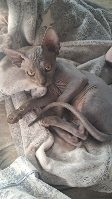 Канадский сфинкс