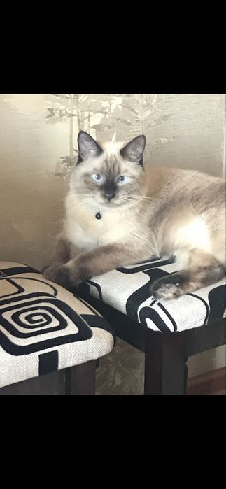 Отдам в хорошие руки кота 9 лет домашний