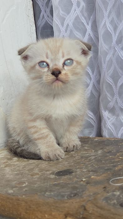 Котята даром веслоухие