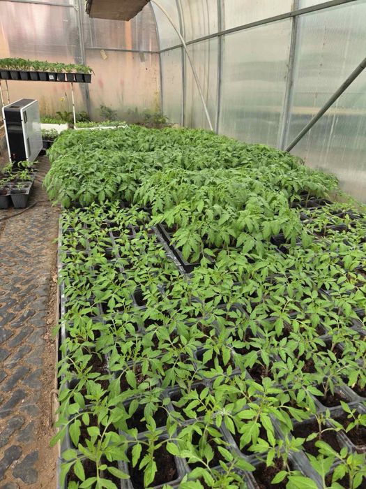 Разсад домати Нови Искър