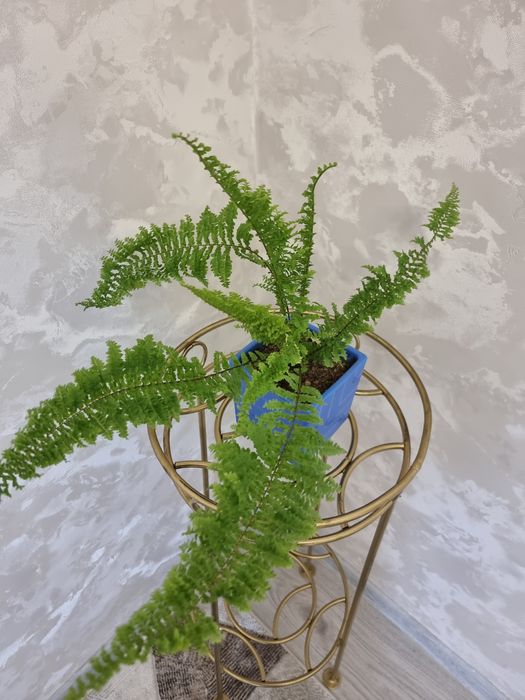 Папоротник. Нефролепис Дассада