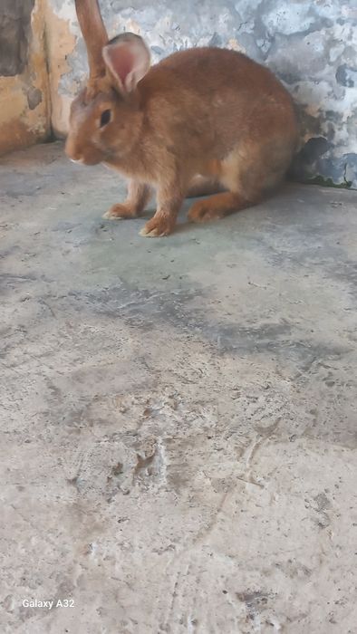 Quyonlar sotiladi 3ta dona