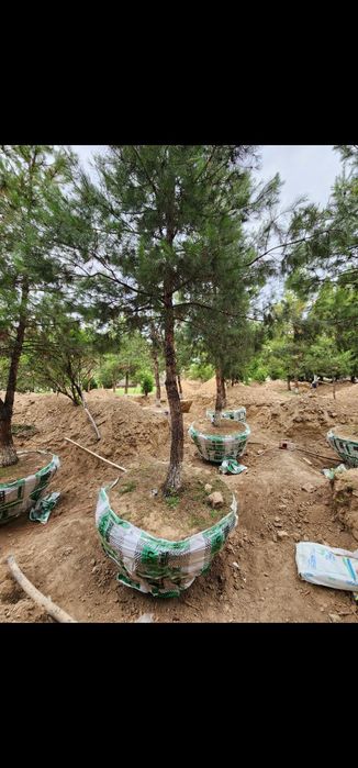 Пересадка деревьев Дарахт кучириш Ландшафт хизматлари