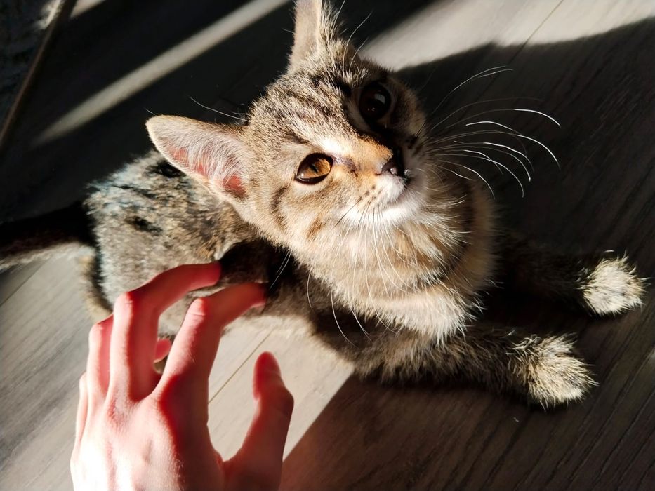 Отдам котенка,2,5 мес