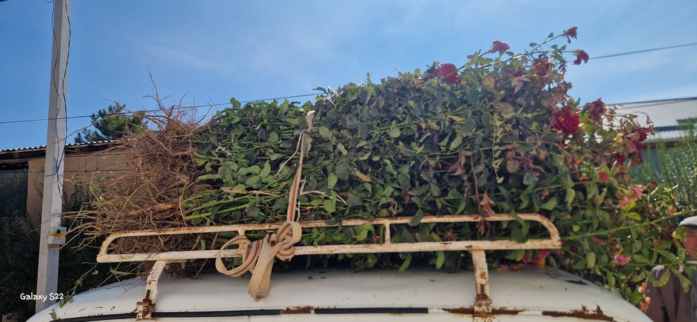 Саженцы  ассортимент