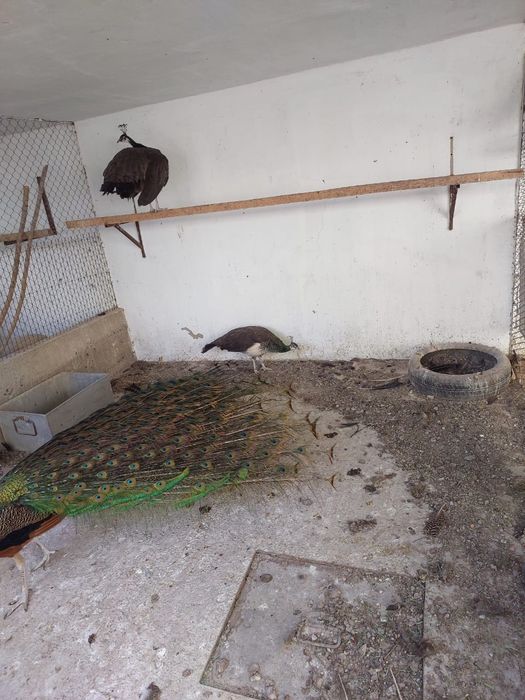 Павлины  продам...