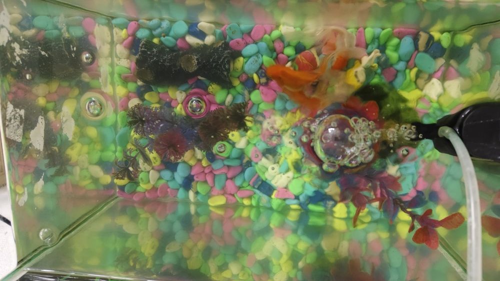 Балықтарымен аквариум/ аквариум с рыбками