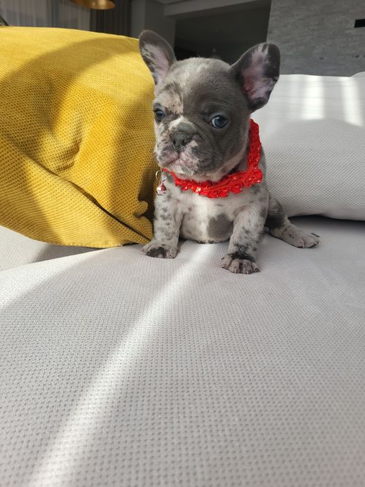 Bulldog francez blue merle