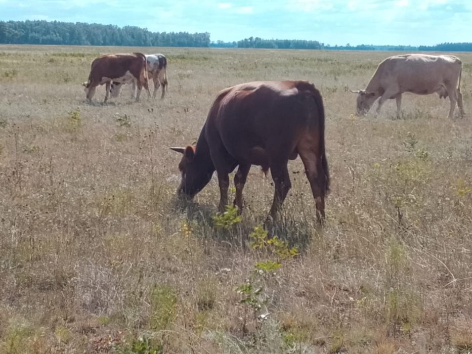 Продам бычков 20 голов