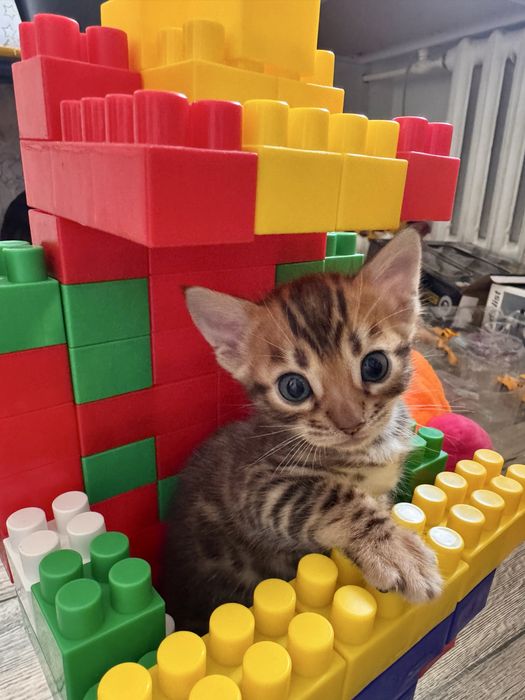 Продам котят бенгалов