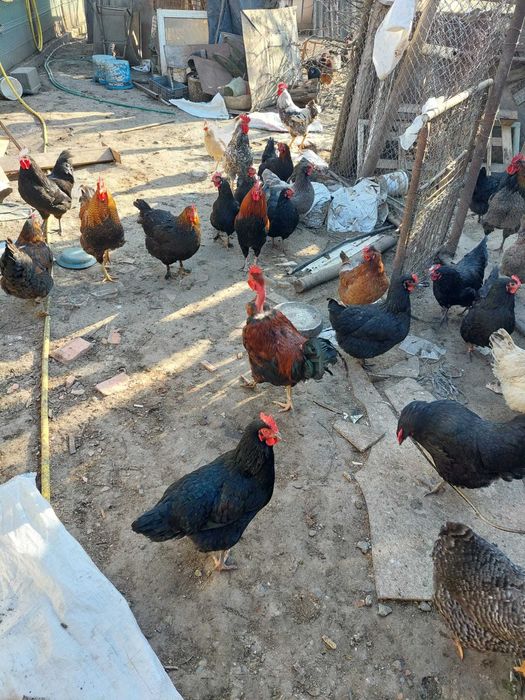 Oua de casa consum/incubat