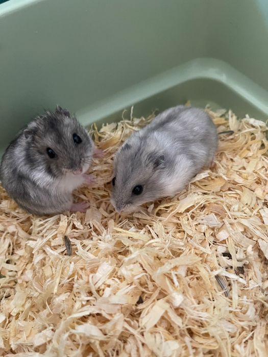 Vand pui de hamster