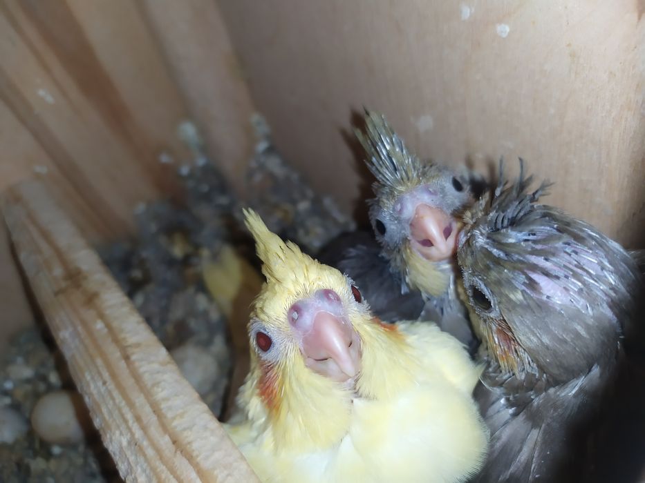 Попугай карелло разного года здоровые живут в свободном комнате