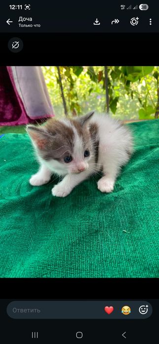 Отдам котят в хорошие руки!