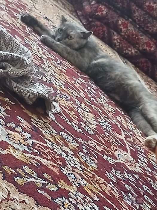 Qiz bola zotdor mushuk