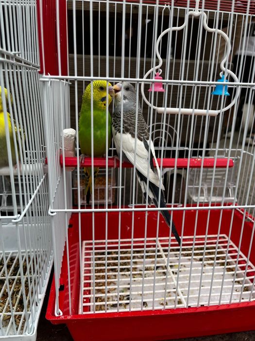 Волнистые попугаи