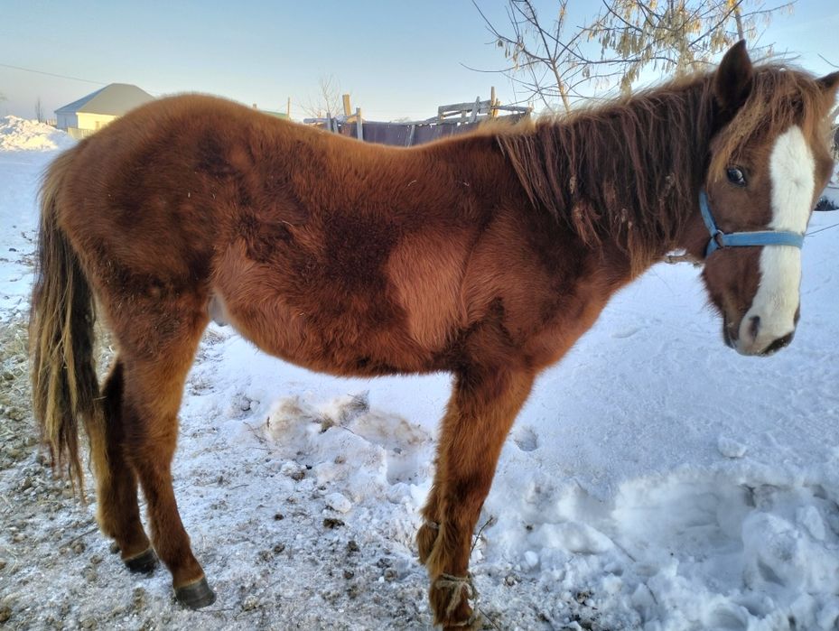 Өгіз және құнан сатылады